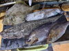 カワハギ、アオリイカ、イサキ、マゴチ「カワハギ、アオリイカ、イサキ、マゴチ」