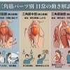マッサージしても繰り返す肩の重だるさ。原因は「三角筋」の硬さ？！
