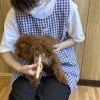 利用者さんがセラピードッグをブラッシングしました【就労B型／ワークシップ江南/江南市】