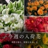 今週の入荷花のご案内