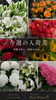 鮮度抜群！今週入荷の旬の花々「今週の入荷花のご案内」