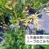 ５月になり、ハーブの開花が始まってきました🌿