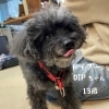 ＼もみもみわんこ🐾犬の整体／