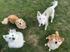 「5/11のモンモンイ🐶」