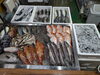 令和8年5月12日 店内「📣本日のお魚情報🐟」