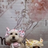 トイプードルのふわりちゃん＆ここなちゃん♪ 水玉バンダナ＆スマイルチャームで春のおめかしフォト！