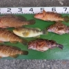 5月12日（月）