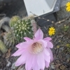 母の日　庭の片隅に咲いたサボテンの花　焼津㈲むらまつ石材