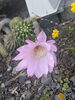生命力あふれるサボテンの花「母の日　庭の片隅に咲いたサボテンの花　焼津㈲むらまつ石材」