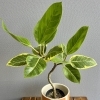 人気の観葉植物「フィカス・アルテシーマ」が入荷しました！珍しい樹形！可愛いサイズ！