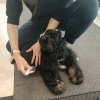 しつけはお互いを知ることから始まる■子犬教室のひとこま