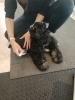 アメリカンコッカー子犬■泉佐野市のお客様「しつけはお互いを知ることから始まる■子犬教室のひとこま」