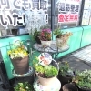 豊平区で貴金属・ブランドバッグの高価買取ならおたからや西岡札大前店にお任せください!!　今年も店舗入口を寄せ植え始めました🌼