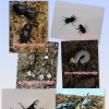別府市　学習塾RainBow　クワガタ事業部　オオクワランド　初夏セール開催！　【別府　塾　クワガタ　クワガタ飼育　クワガタ販売　ヤクスジ　チャマル　キュウシュウヒメ　アマミミヤマ　キンオニミクラミヤマ】