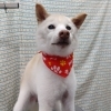 抱っこトリミング【どっぐさろんあきゅ　小型犬専門　トリミング　ペットサロン　京都市南区上鳥羽】