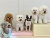 ＭｅＭｅ♡くまくん♡ぱんちゃん♡ぽんちゃん♡とあちゃん♡るいくん「ましゅまろ幼稚園🐾」