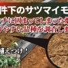 大雨で水没したサツマイモ畑! 環境負荷の影響下に負けないとされる?５種類の品種を植え付けてみました。　たねのハシモトミヤ
