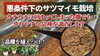 「大雨で水没したサツマイモ畑! 環境負荷の影響下に負けないとされる?５種類の品種を植え付けてみました。　たねのハシモトミヤ」