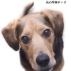 フォトフラッシュを使って愛犬グッズを作成してみませんか？