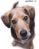 「フォトフラッシュを使って愛犬グッズを作成してみませんか？」