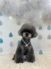とわくん「わんこと梅雨☔️」