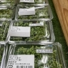 ぶどう山椒（実山椒）入荷してます【鉾田市直売所】