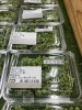 新鮮な採れたてぶどう山椒「ぶどう山椒（実山椒）入荷してます【鉾田市直売所】」