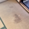  梅雨前に要チェック！畳のカビ対策、しっかりできていますか？