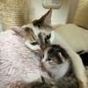 飼い猫の新井さん、5月1日に子猫を出産しました