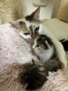 「飼い猫の新井さん、5月1日に子猫を出産しました」