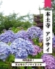 「本土寺のあじさいシーズン直前！写真で巡る境内の風景」