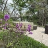 ヨドガワツツジが咲く「茜」への道と、お盆前の墓じまいのご相談について