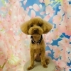 ご新規様✨わんちゃんトリミング紹介🐩 ͗ ͗
