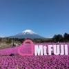 富士山と芝桜の絶景おさんぽ♬春のお出かけアイデアU≧▽≦U