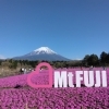富士山と芝桜の絶景おさんぽ♬春のお出かけアイデアU≧▽≦U