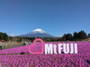 柴桜🌸と富士山🗻は絶景(^o^)「富士山と芝桜の絶景おさんぽ♬春のお出かけアイデアU≧▽≦U」