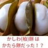 衝撃の事実！柏餅は、かたら餅だった！