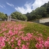 【別子銅山記念館】新居浜市花だより🌸別子銅山記念館のさつき　2026年5月13日撮影