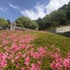 【別子銅山記念館】新居浜市花だより🌸別子銅山記念館のさつき　2026年5月13日撮影
