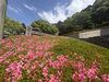 「【別子銅山記念館】新居浜市花だより🌸別子銅山記念館のさつき　2026年5月13日撮影」