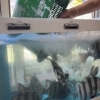石鯛入荷！京丹後の旬を凝縮した贅沢な海鮮丼をお届けします