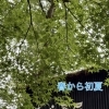 春から初夏へ🌿