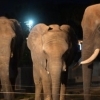 今年も夜の動物園を開催します！