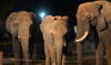 「今年も夜の動物園を開催します！」