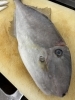 本日の鮮魚！贅沢なお造り「気持ちパンウスバハギ！」