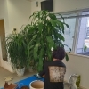 施術院内の観葉植物の植え替えをやっていただきました🎵