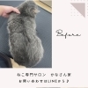 岡山猫専門サロン　短毛ちゃんもシャンプーって必要！？