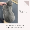 岡山猫専門サロン　短毛ちゃんもシャンプーって必要！？