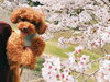 「忘れずに予防しましょう」