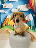 ライムくん️☘️「✂️トリミングサロン🐶🐾～ダックスフンド～🐕」